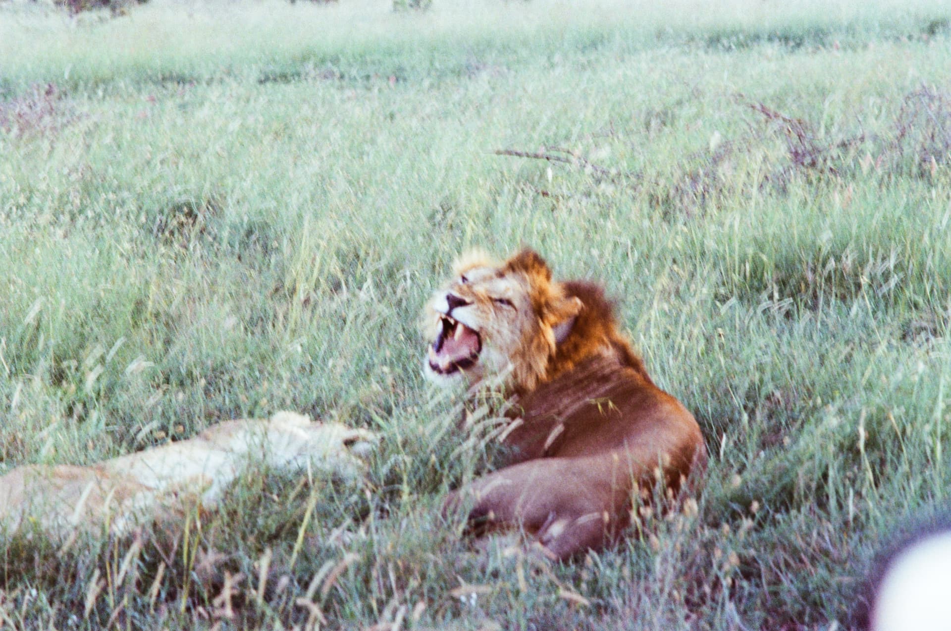 Kenya Conservancy Immersion